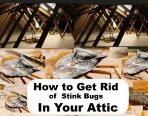 Unbelievable Ways To Get Rid Of Stink Bugs In The Attic Now