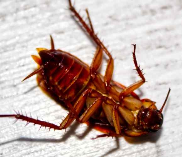 pet-friendly-cockroach-killer