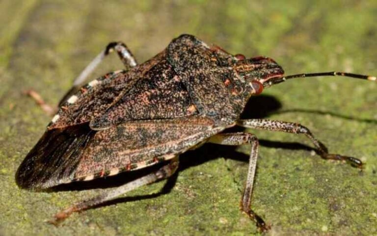 brilliant-ways-to-get-rid-of-stink-bug-smell-skin-house-furniture