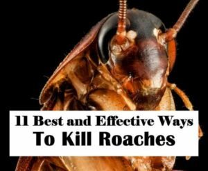 What Kills Cockroaches Instantly1 300x246 