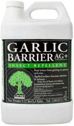 Get-rid-of-stink-bugs-with-garlic-spray