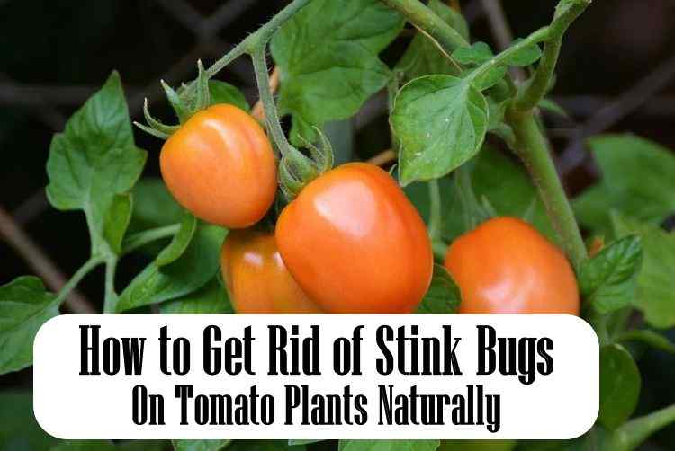 effective-ways-to-get-rid-of-stink-bugs-on-tomato-plants-naturally-1