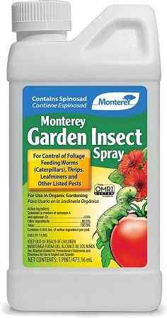 get-rid-of-stink-bugs-in-garden-with-garden-insect-spray