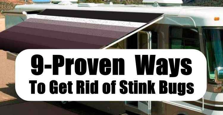 get-stink-bugs-out-of-your-rv-and-travel-trailers