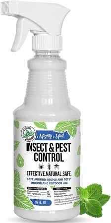 home-remedies-to-get-rid-of-brown-stink-bugs-infestation
