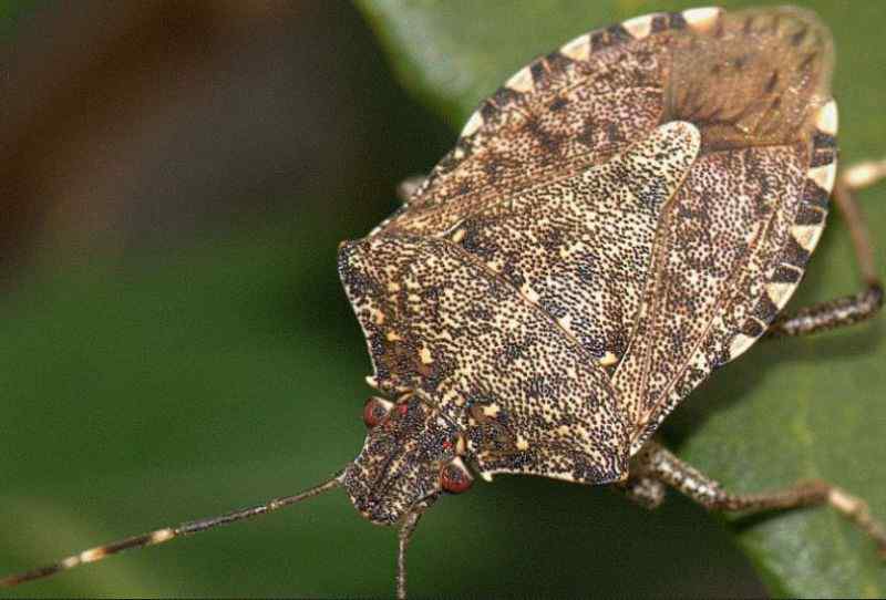 how-to-get-rid-of-brown-stink-bugs