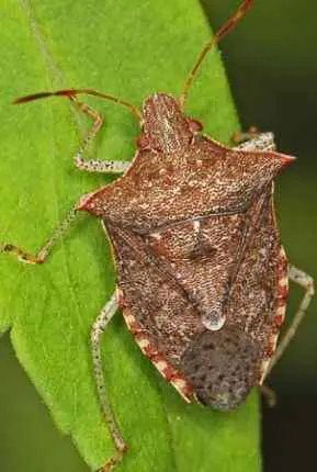 how-to-identify-dusky-stink-bug-species