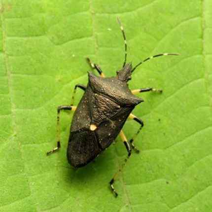 how-to-identify-one-spotted-stink-bug-species