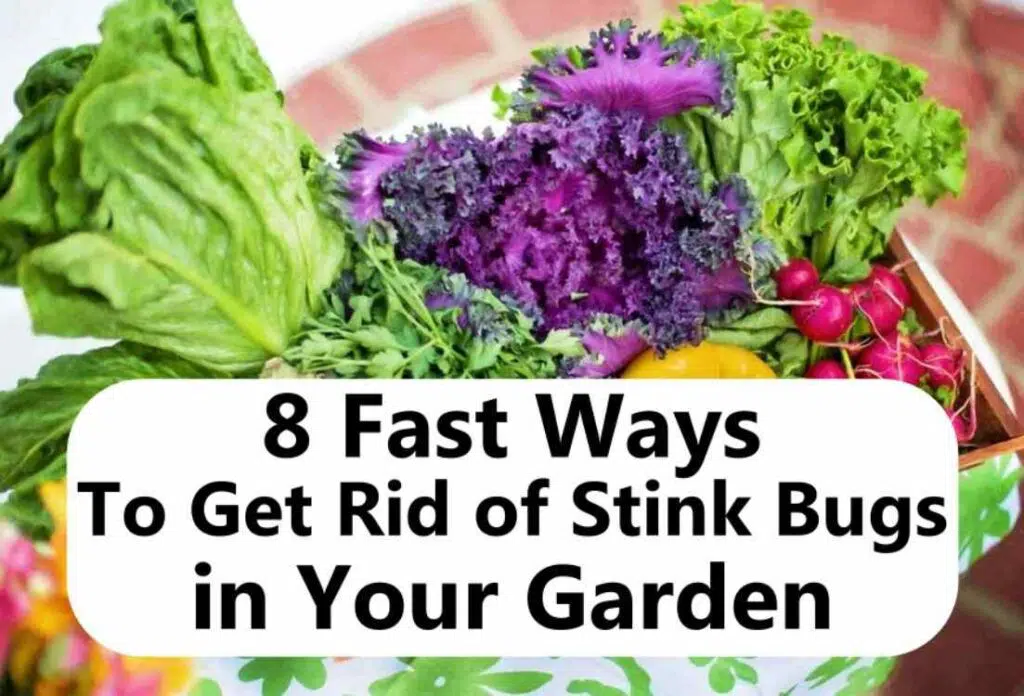 how to kill and get out stink bugs in vegetable garden