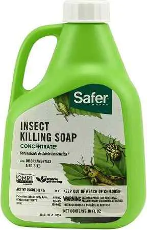 use-soapy-water-to-get-rid-of-stink-bugs-in-your-garden