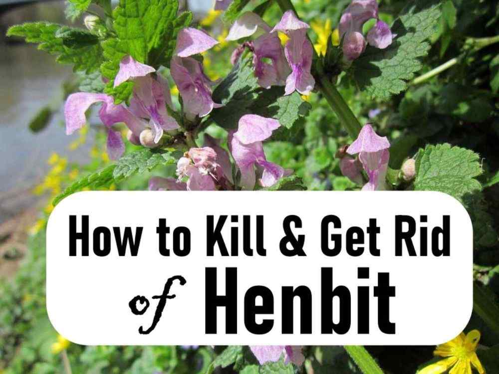 how to kill henbit weeds