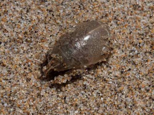beach-sand-bugs