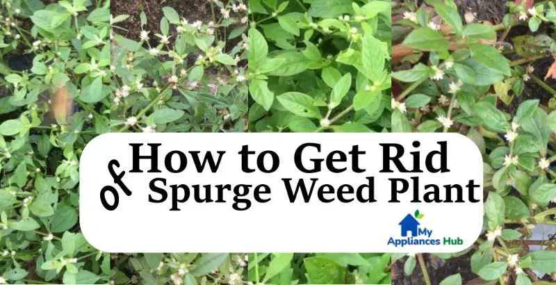 how-to-kill-control-and-get-rid-of-spurge-weed-plant-in-us