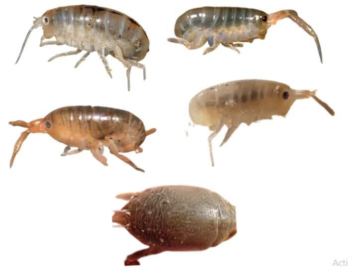 what color are sand fleas