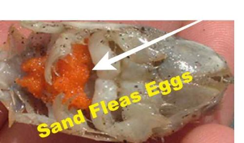 what-do-sand-flea-eggs-look-like