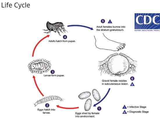tungiasis life cycle