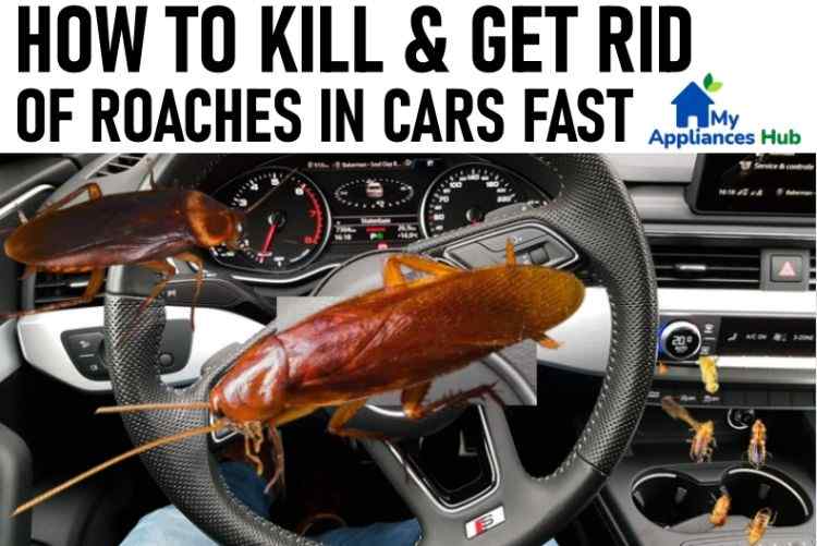 how-to-get-rid-of-roaches-in-your-vehicle