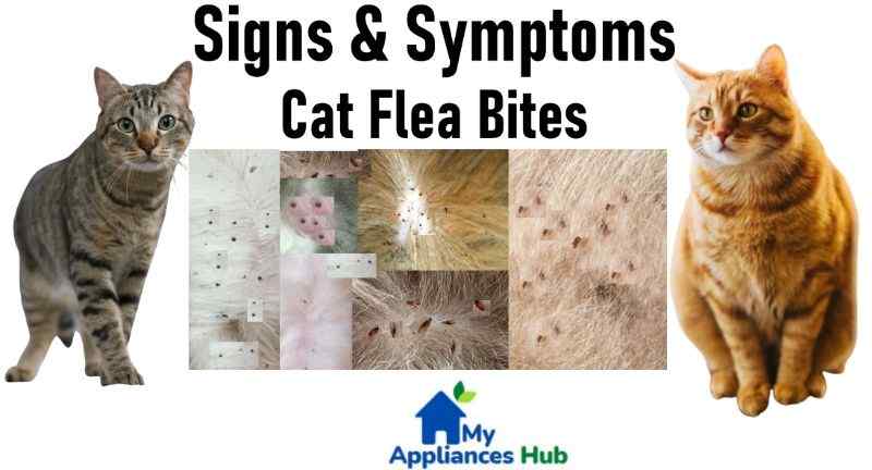 cat-flea-bites
