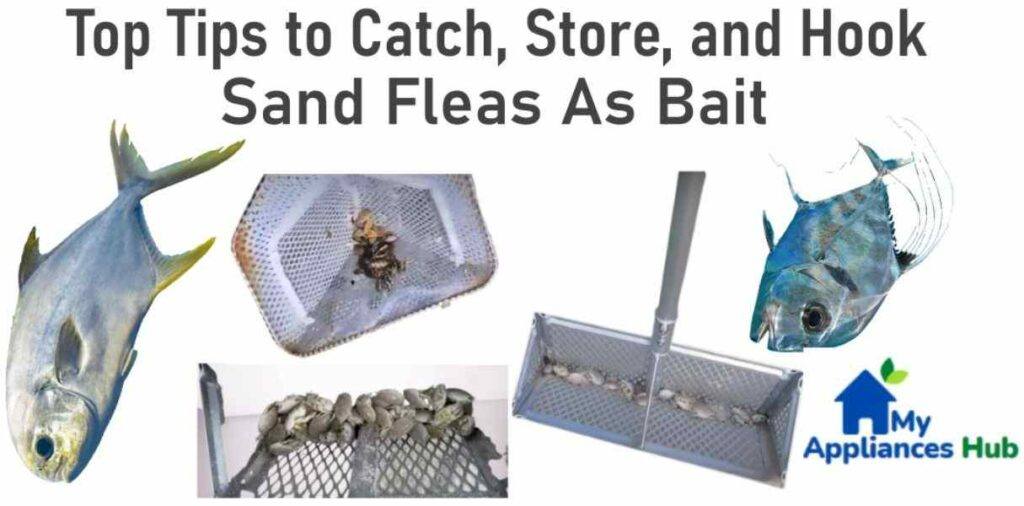 how-to-catch-sand-fleas-in-florida