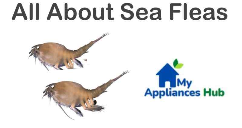 sea-fleas