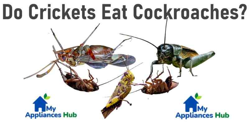 do-crickets-eat-cockroaches