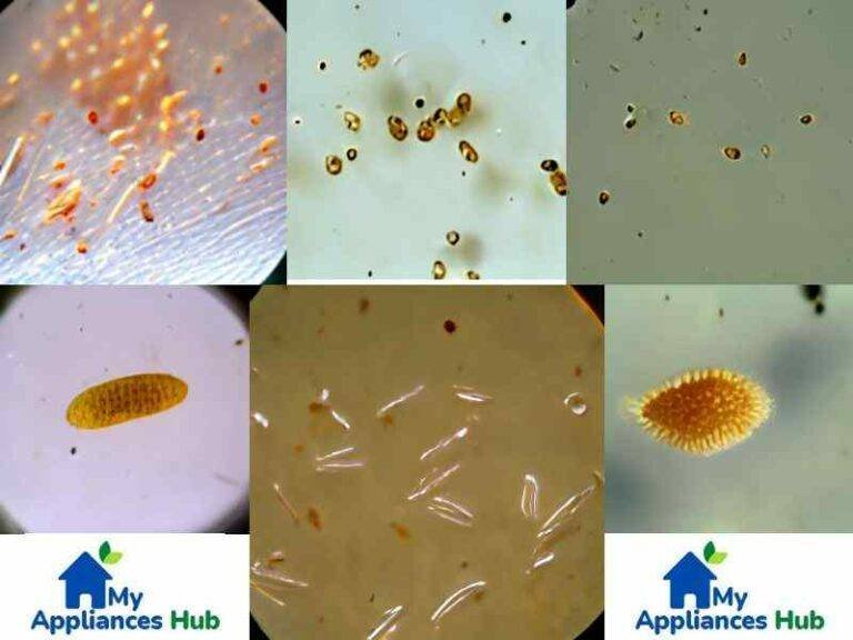 The Ultimate Guide to Flea Eggs How to Identify, Prevent, and Control