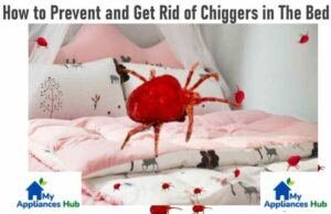 How To Prevent And Get Rid Of Chiggers In The Bed