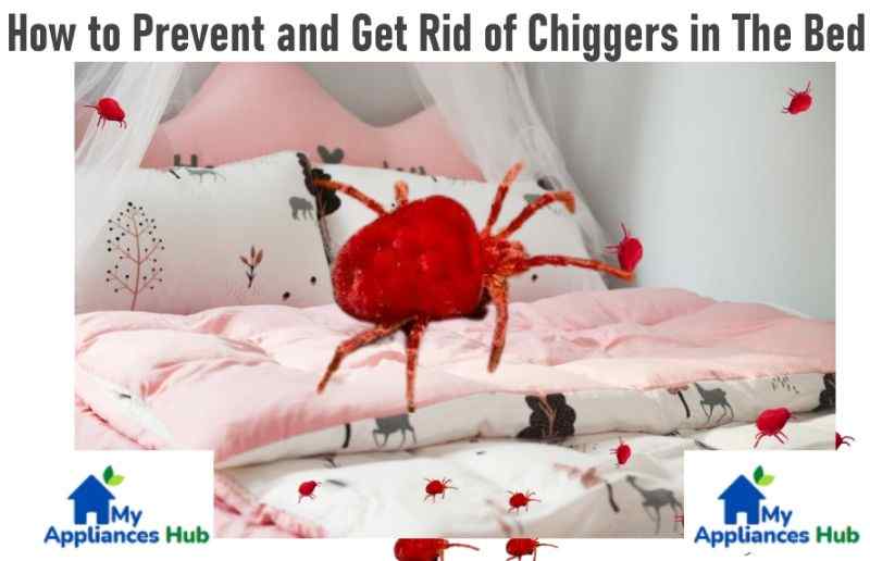 chiggers-in-the-bed