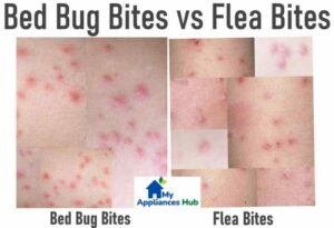 Bed Bug Bites vs Flea Bites: Discover the Difference and Get Relief