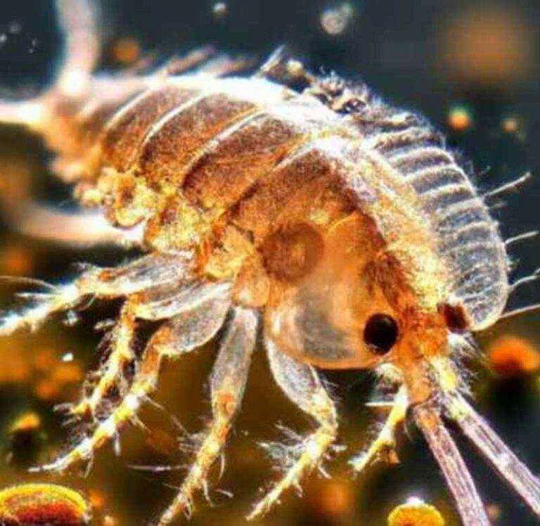 Sea Lice What Does Sea Lice Look Like? Life Cycle, And Origin