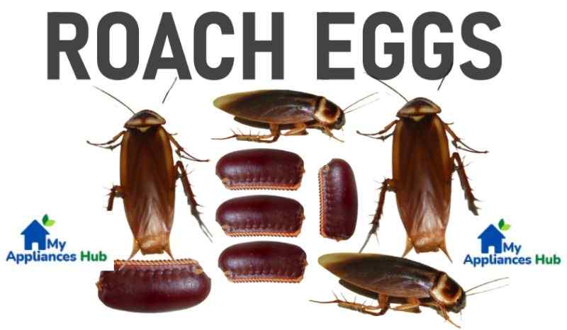 roach-eggs