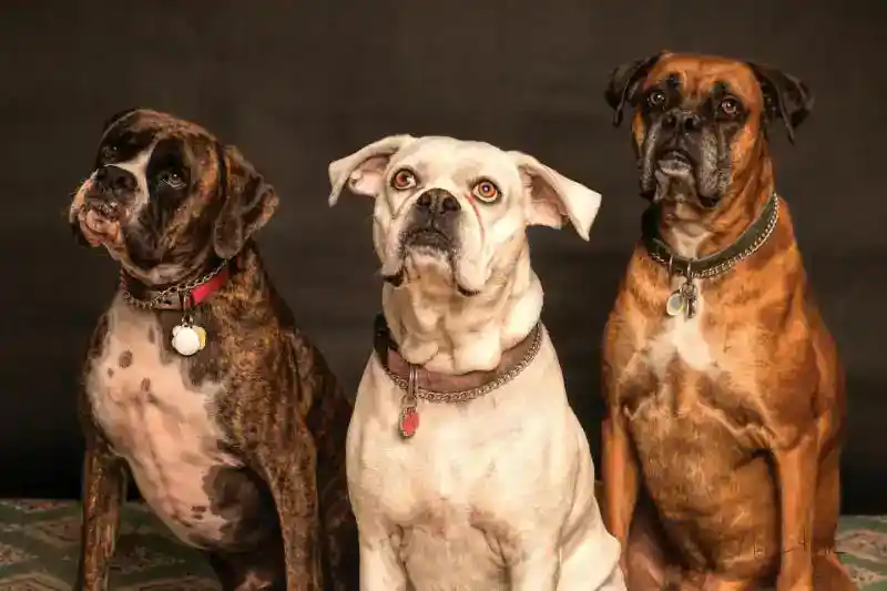 complete-guide-tick-prevention-for-dogs-and-home